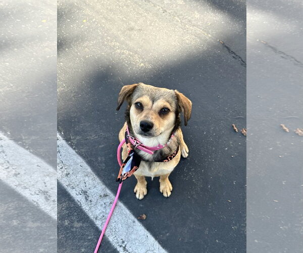 Medium Photo #5 Beagle-Unknown Mix Puppy For Sale in Newport Beach, CA, USA