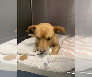 Chihuahua-Unknown Mix Dogs for adoption in Santa Cruz, CA, USA