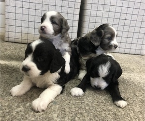Aussiedoodle Miniature  Puppy for Sale in GILBERT, Arizona USA