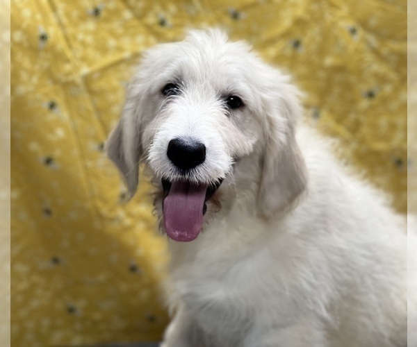 Medium Photo #8 Goldendoodle Puppy For Sale in DUNDEE, OH, USA