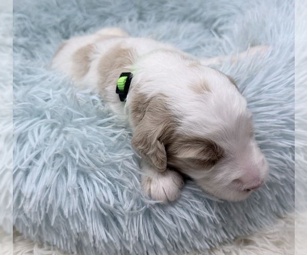 Medium Photo #6 Goldendoodle Puppy For Sale in PIERSON, FL, USA