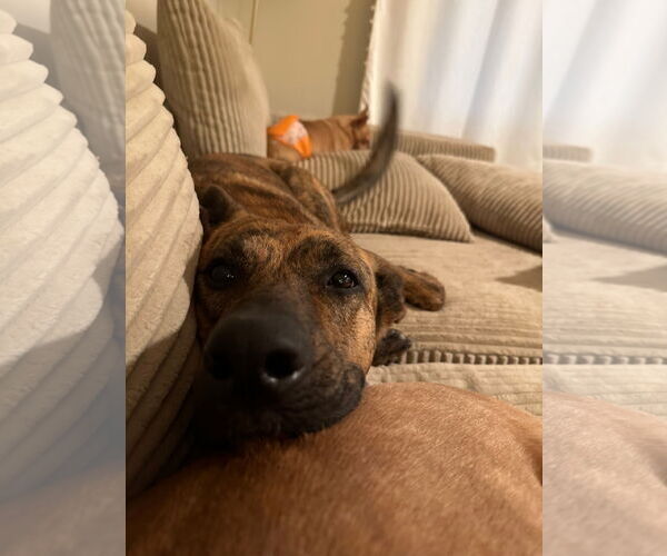 Medium Photo #4 American Pit Bull Terrier-German Shepherd Dog Mix Puppy For Sale in Germantown, OH, USA