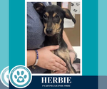 Small #4 Feist Terrier Mix