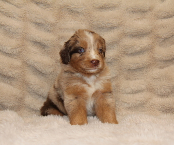 Medium Photo #6 Australian Retriever Puppy For Sale in STEWART, MS, USA
