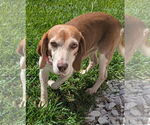 Small #1 Beagle