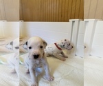 Small Photo #4 Dalmatian Puppy For Sale in LAKE PLACID, FL, USA