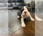 Small Photo #7 American Bully Puppy For Sale in CORLISS, PA, USA