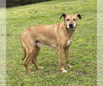 Small #2 Chesapeake Bay Retriever Mix