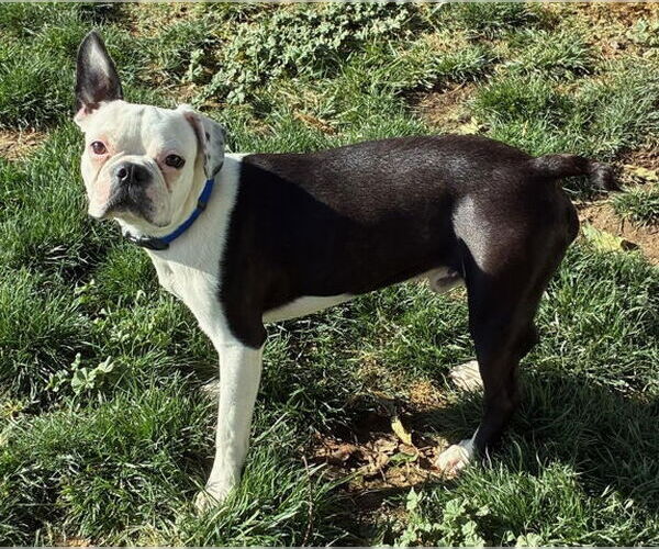Medium Photo #6 Boston Terrier Puppy For Sale in Chino Hills, CA, USA