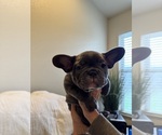 Small #1 French Bulldog