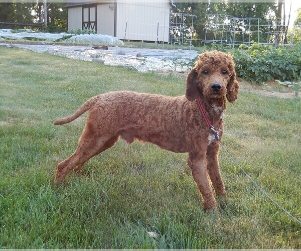 Medium Photo #1 Goldendoodle (Miniature) Puppy For Sale in WOOSTER, OH, USA