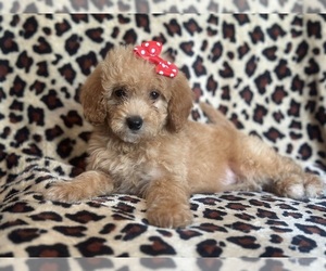 Goldendoodle (Miniature) Puppy for sale in LAKELAND, FL, USA