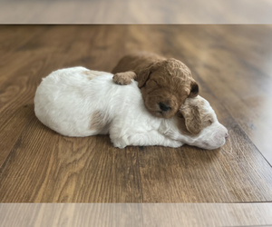 Goldendoodle Puppy for Sale in NEW LENOX, Illinois USA