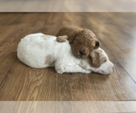 Small Photo #1 Goldendoodle Puppy For Sale in NEW LENOX, IL, USA