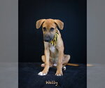 Small Photo #2 Mutt Puppy For Sale in Hot Springs Village, AR, USA