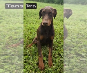 Doberman Pinscher Puppy for sale in POMEROY, OH, USA
