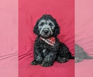 Goldendoodle (Miniature) Puppy for sale in QUARRYVILLE, PA, USA