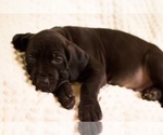 Small Photo #10 Great Dane Puppy For Sale in TWAIN HARTE, CA, USA