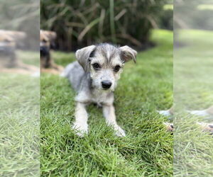 Mutt Dogs for adoption in The Woodlands, TX, USA