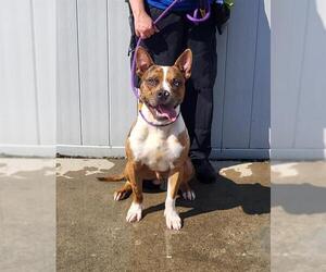 Medium American Pit Bull Terrier