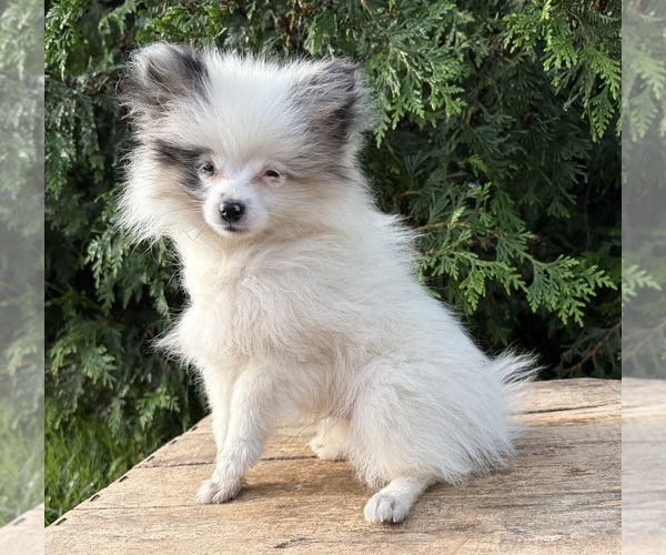 Medium Photo #1 Pomeranian Puppy For Sale in MIDDLEBURY, IN, USA