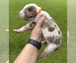 Puppy Orange Catahoula Leopard Dog