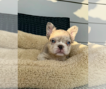 Small #4 French Bulldog
