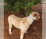 Small Photo #3 Poodle (Miniature) Puppy For Sale in STANLEY, WI, USA