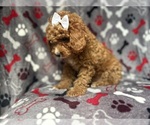 Small #2 Cavapoo