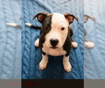 Nico- brother to Nera - Female American Pit Bull Terrier-Unknown Mix Dog for Adoption - Small photo