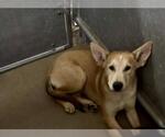 Small German Shepherd Dog Mix