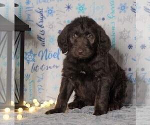 Labradoodle-Poodle (Standard) Mix Puppy for sale in FREDERICKSBG, OH, USA