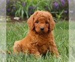 Small #2 Miniature Labradoodle