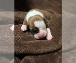 Small Photo #12 Boxer Puppy For Sale in PONTOTOC, MS, USA