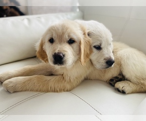 Golden Retriever Puppy for sale in PHOENIX, NY, USA