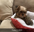 Small Photo #8 Shorkie Tzu Puppy For Sale in MONTGOMERY, AL, USA