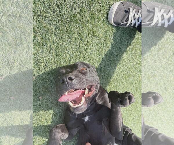 Medium Photo #7 American Pit Bull Terrier-Labrador Retriever Mix Puppy For Sale in Rockwall, TX, USA