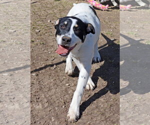 Titch - Male Labrador Retriever-Unknown Mix Dog for Adoption - Photo #2