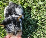 Small Photo #4 Biewer Yorkie Puppy For Sale in SARASOTA, FL, USA