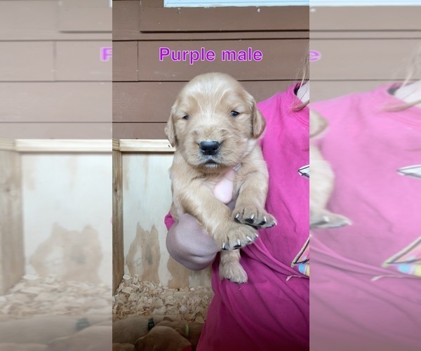 Medium Photo #1 Golden Retriever Puppy For Sale in PHIL CAMPBELL, AL, USA
