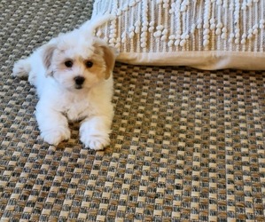 Havachon Puppy for sale in WEST ORANGE, NJ, USA
