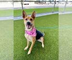 Small #1 German Shepherd Dog