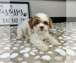 Small #1 Cavapoo