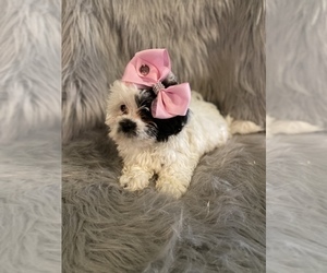 Lhasa Apso Puppy for sale in BEECH GROVE, IN, USA