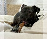 Small #9 American Staffordshire Terrier Mix