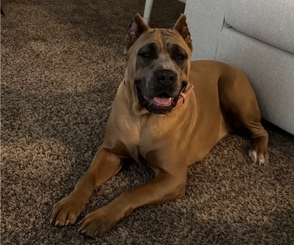 Medium Photo #1 Cane Corso Puppy For Sale in ELGIN, OK, USA