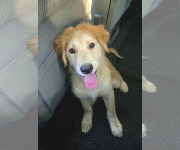 Medium Photo #10 Great Pyrenees Puppy For Sale in Spring, TX, USA