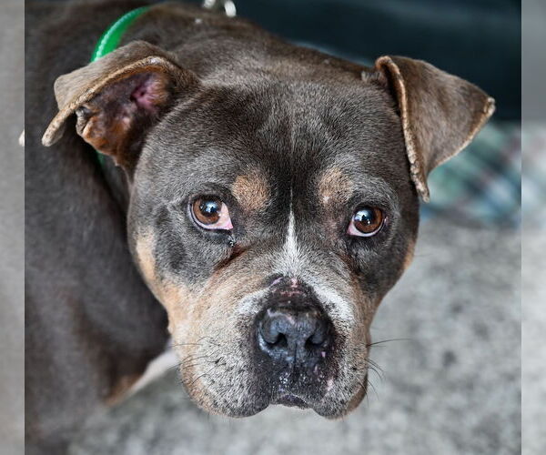 Medium Photo #1 American Bulldog-Unknown Mix Puppy For Sale in Chattanooga, TN, USA