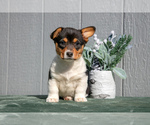 Puppy Ronnie Pembroke Welsh Corgi