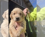 Puppy Neon Yellow Golden Retriever
